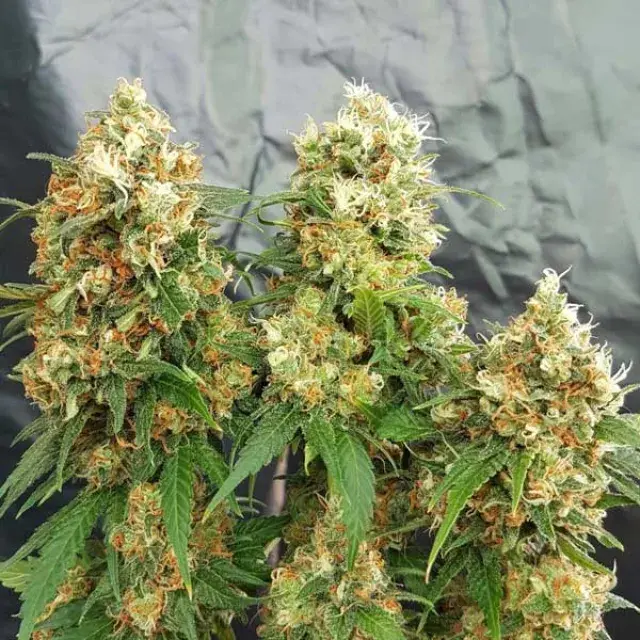 Cheesedom Feminised Cannabis Seeds