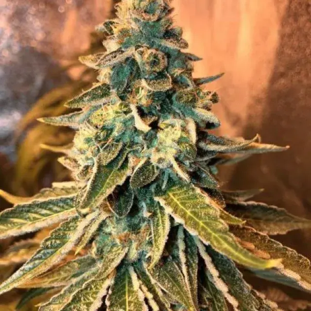 Chem OG Feminised Cannabis Seeds | Female Seeds