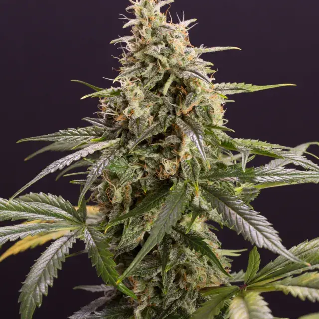 Chem Bomb Auto Feminised Cannabis Seeds | Humboldt Seeds Organisation