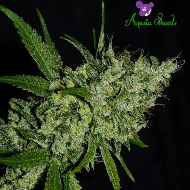 Chemdog Feminised Cannabis Seeds - Anesia Seeds