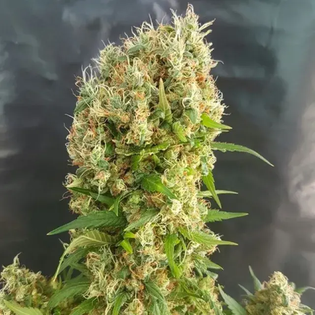 Chemdog Gorilla Feminised Cannabis Seeds | Expert Seeds