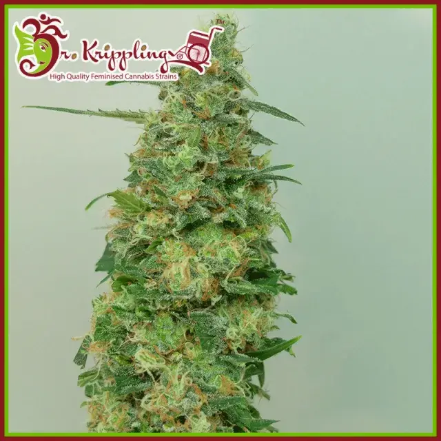 Chemdog Millionaire Feminised Cannabis Seeds | Dr Krippling 
