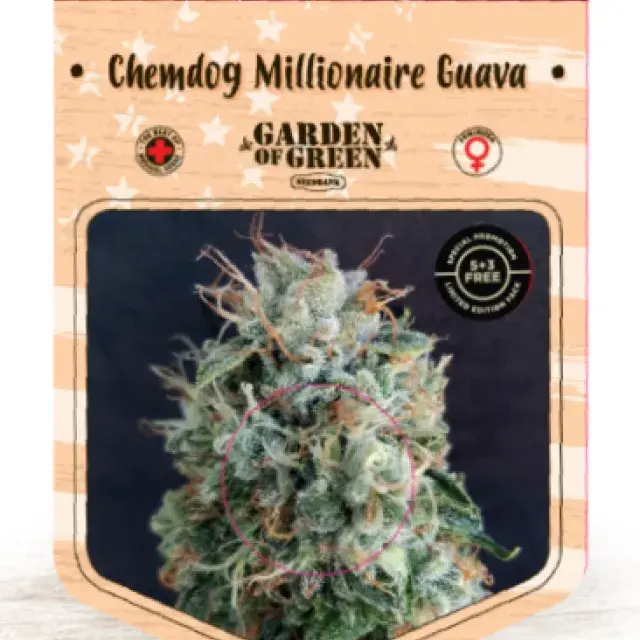 Chemdog Millionaire Guava Feminised Cannabis Seeds | Garden of Green
