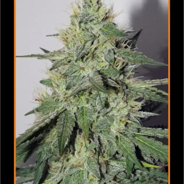 Chemdogging Auto Feminised Cannabis Seeds