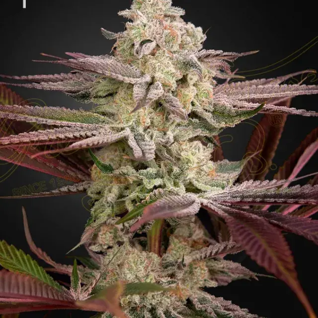 Chemical Bride Feminised Cannabis Seeds | Green House Seeds