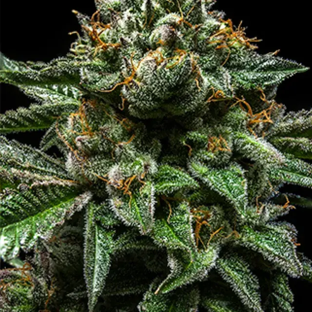 Chempie Feminised Cannabis Seeds | Ripper Seeds
