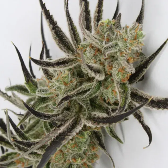 Chernobyl Regular Cannabis Seeds | TGA Seeds