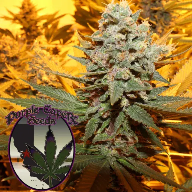 Cherry Cake Regular Cannabis Seeds | Purple Caper Seeds