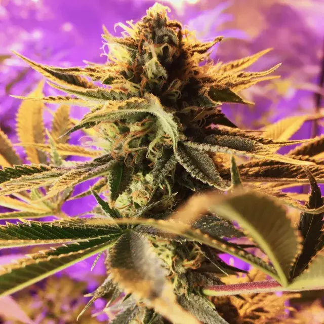 Cherry Cordial Regular Cannabis Seeds | TGA Seeds 