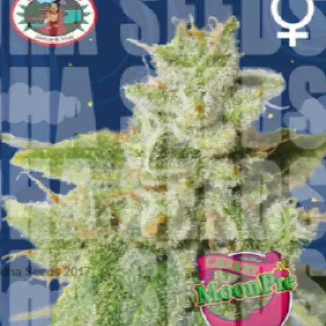 Cherry Moon Pie Feminised Cannabis Seeds | Big Buddha Seeds 