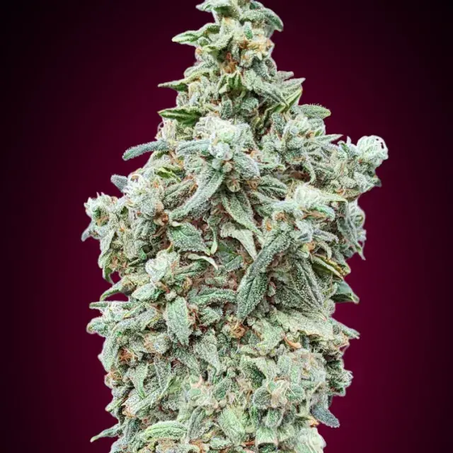 Cherry Pie Feminised Cannabis Seeds | Advanced Seeds 