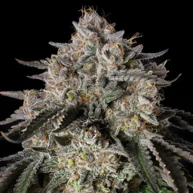 Cherry Essence Cannabis Seeds - Silent Seeds.