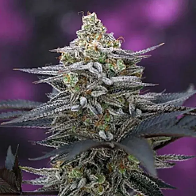 Cherrygasm Regular Cannabis Seeds | TGA Seeds
