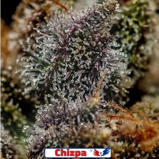 Chizpa Feminised Feminised Cannabis Seeds | Positronics