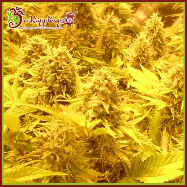 Choc Matic Auto Feminised Cannabis Seeds | Dr Krippling 