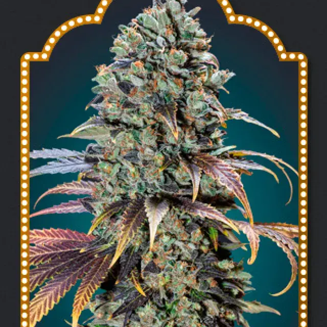 Chocolate Cream Feminised Cannabis Seeds | OO Seeds