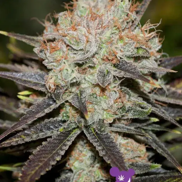 Chocolate Haze Feminised Cannabis Seeds - Anesia Seeds