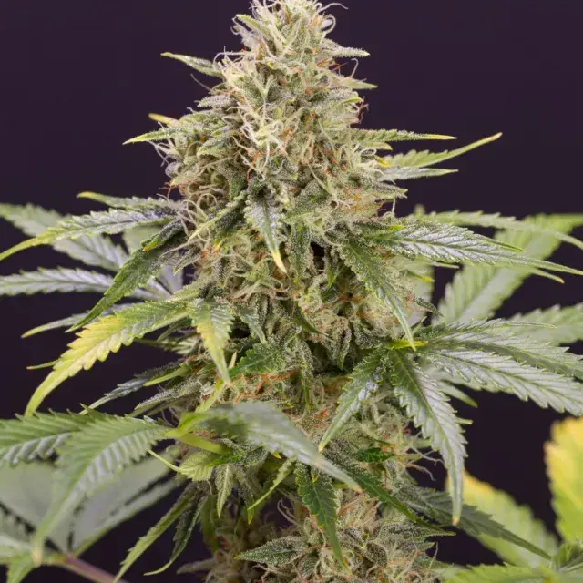 Chocolate Mint OG Auto Feminised Cannabis Seeds | Humboldt Seeds Organisation