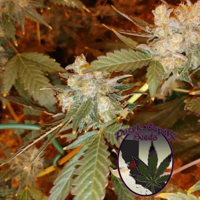 Chocolate OG Regular Cannabis Seeds | Purple Caper Seeds
