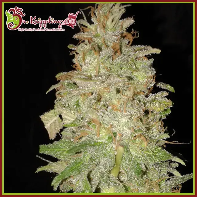 Chocolate Orange Auto Feminised Cannabis Seeds | Dr Krippling