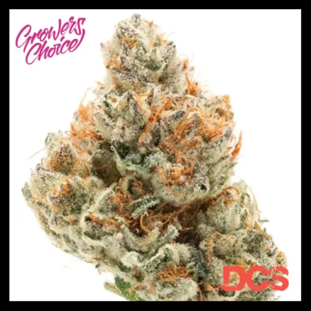 Chocolate Sherbet Feminised Cannabis Seeds - Growers Choice