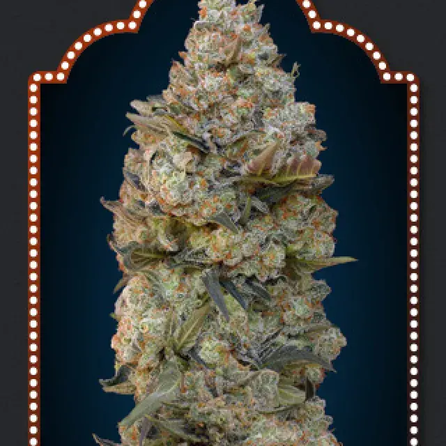 Chocolate Skunk Feminised Cannabis Seeds | OO Seeds