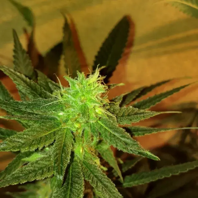 Chocolate Tonic Regular Cannabis Seeds | Purple Caper