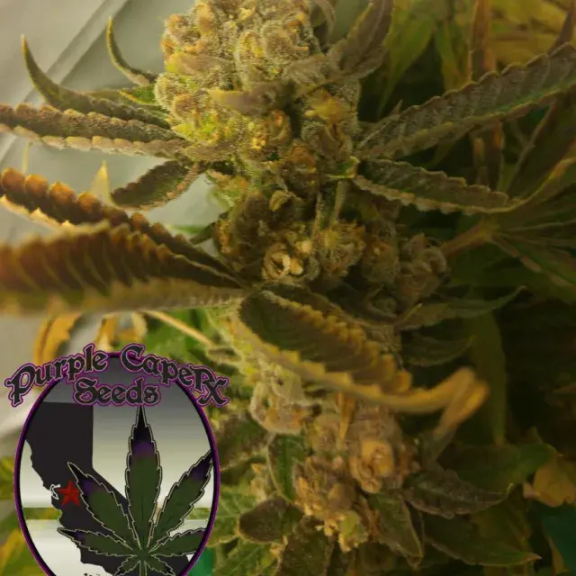 Chocolate Chip Cookie Regular Cannabis Seeds | Purple Caper Seeds