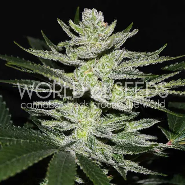 Chocolate Thai OG Feminised Cannabis Seeds | World of Seeds.