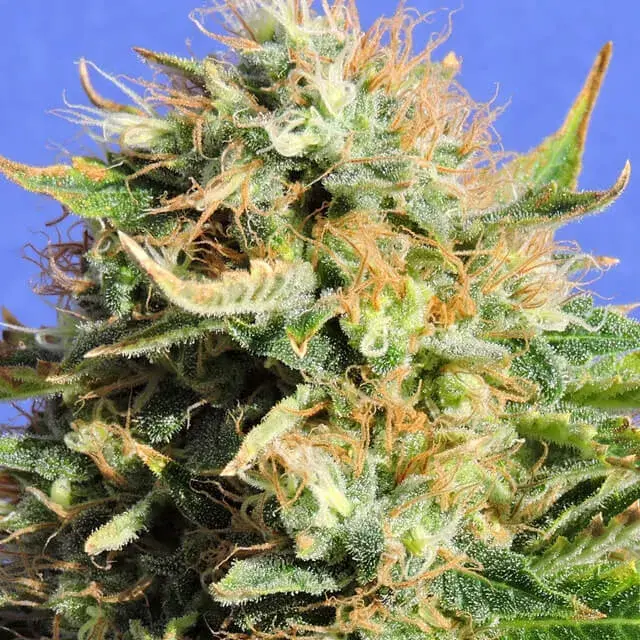 Chronic Lights Feminised Cannabis Seeds | Original Sensible Seeds