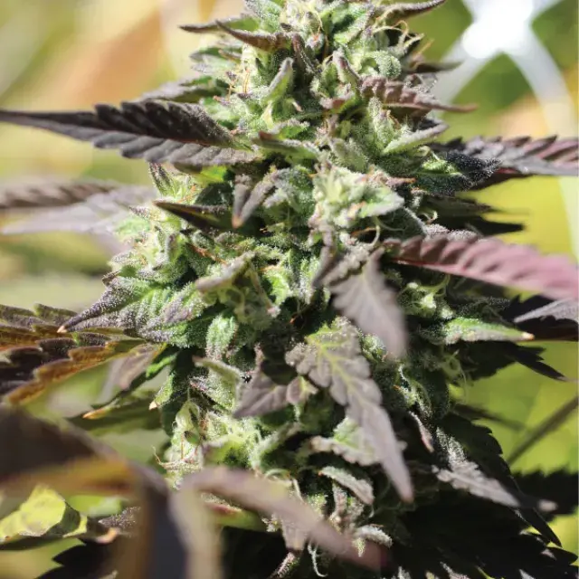 Chunkadelic Auto Feminised Cannabis Seeds - Humboldt Seed Company