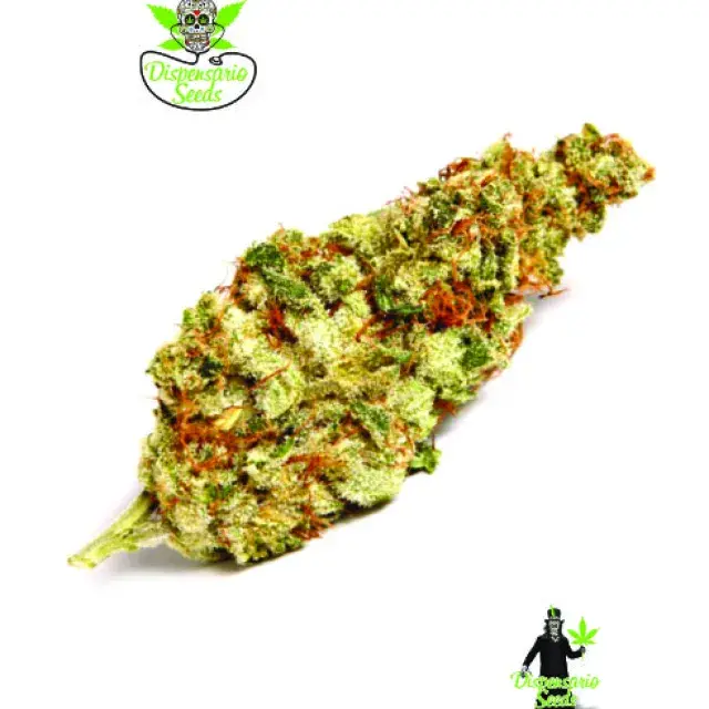 Cinderella Punch Feminised Cannabis Seeds | Dispensario Seeds
