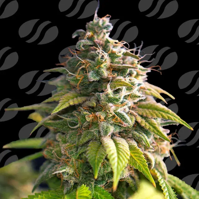 Citrus Slurp Feminised Cannabis Seeds | Original Sensible Seeds.