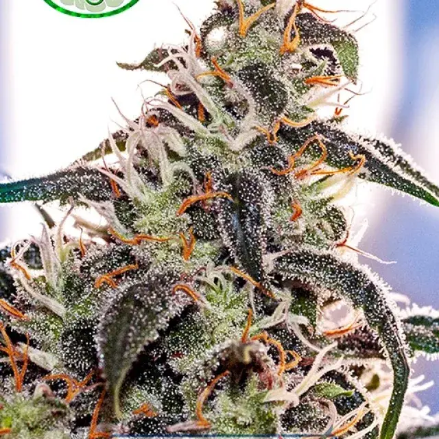 Claustrum Feminised Cannabis Seeds | Positronics