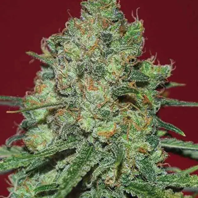 Clinical White CBD Feminised Cannabis Seeds | Expert Seeds