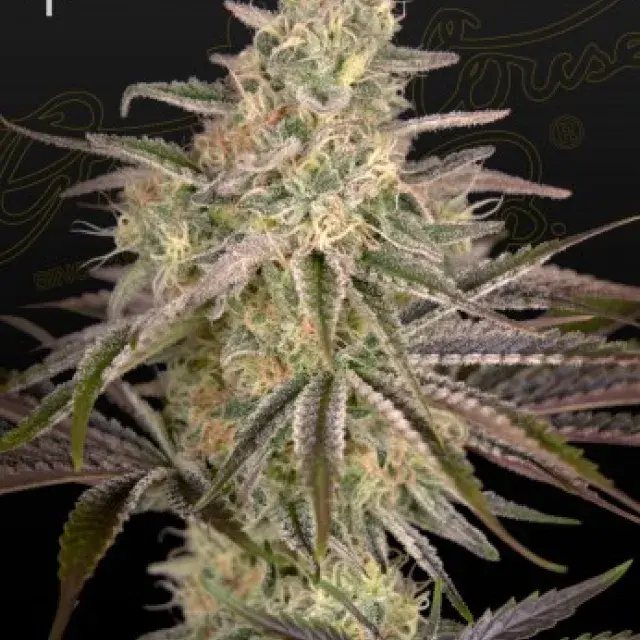 Cloudwalker Feminised Cannabis Seeds | Green House Seeds 