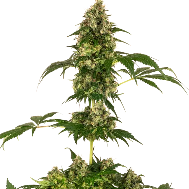 Cobalt Haze Feminised Cannabis Seeds - Sensi Seeds