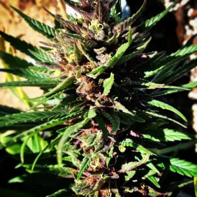 Cocoa OG Regular Cannabis Seeds | Grand Daddy Purp
