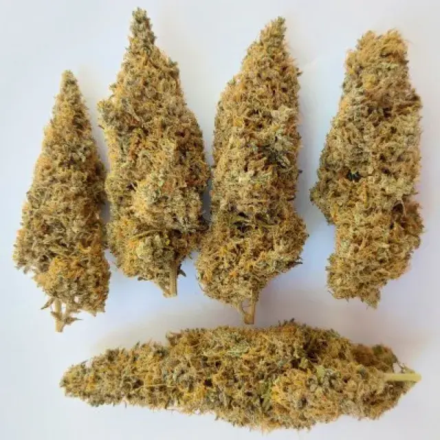 Colossus Feminised Cannabis Seeds | Ace Seeds.