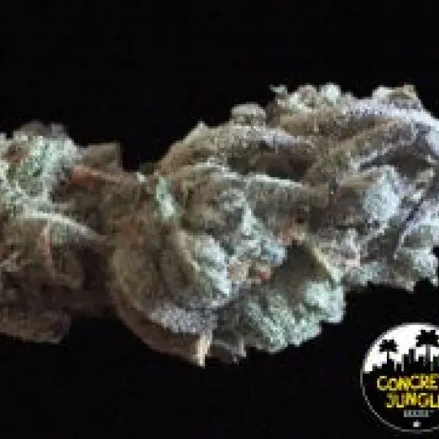 Concrete Banana Feminised | Concrete Jungle Seeds