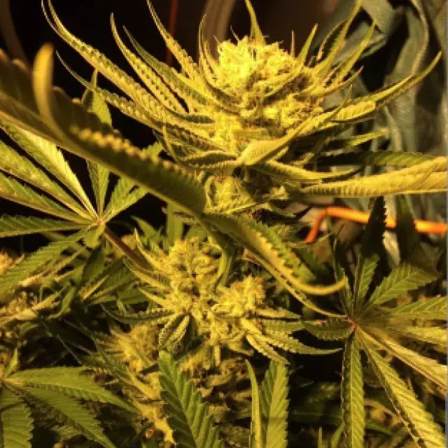 Concrete Zkittlez Feminised | Concrete Jungle Seeds