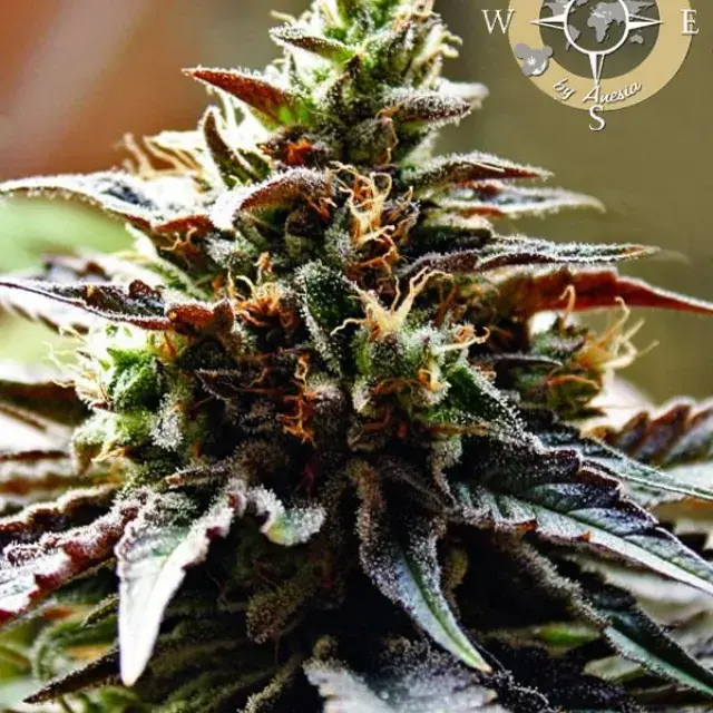 Congo Feminised Cannabis Seeds - Anesia Seeds