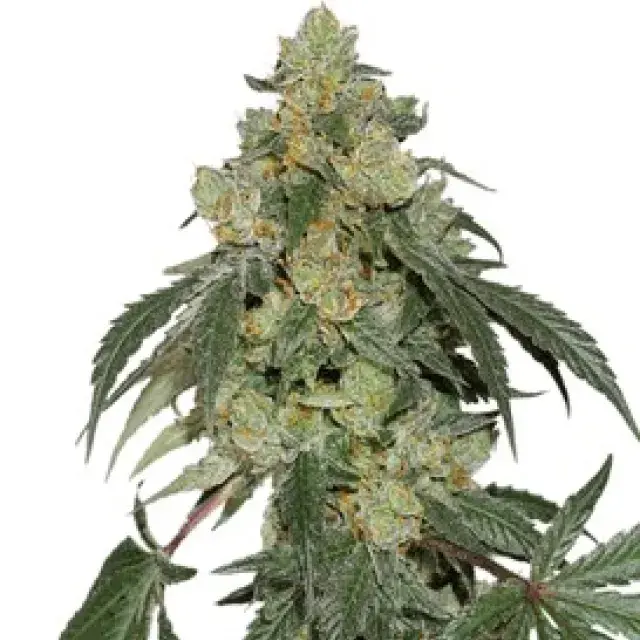 Cookies Fast Feminised Seeds | Seed Stockers