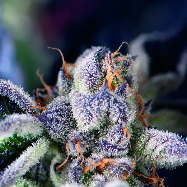 Cookies Feminised Cannabis Seeds | Pyramid Seeds USA Range