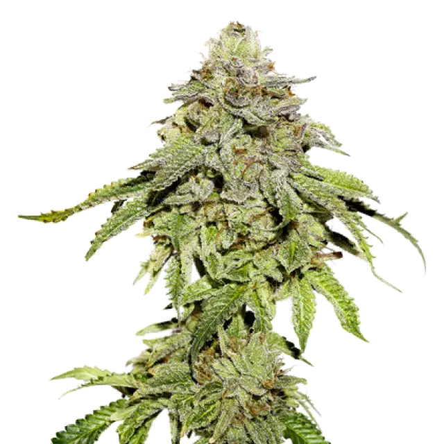 Cookies and Cream Feminised Cannabis Seeds | Seed Stockers