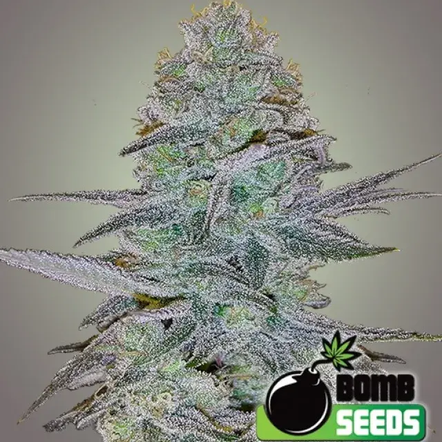 Cosmic Bomb Auto Feminised Cannabis Seeds | Bomb Seeds 