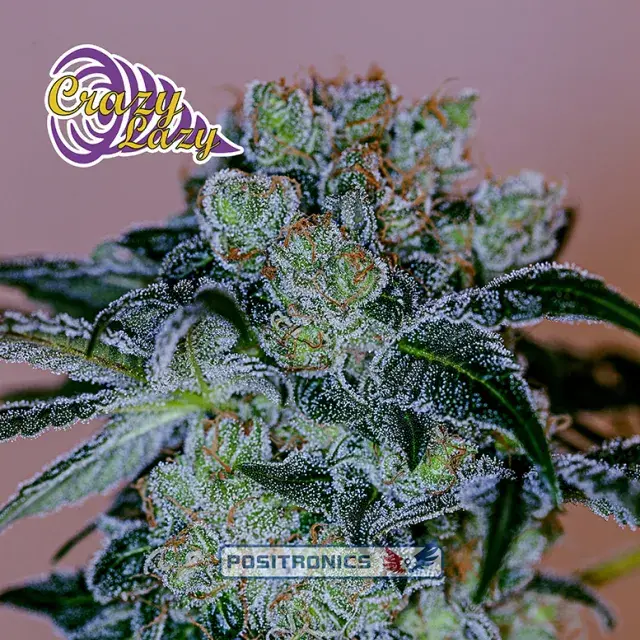 Crazy Lazy Feminised Cannabis Seeds | Positronics