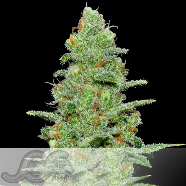 Crazy Miss Hyde Auto Feminised Cannabis Seeds | Samsara Seeds
