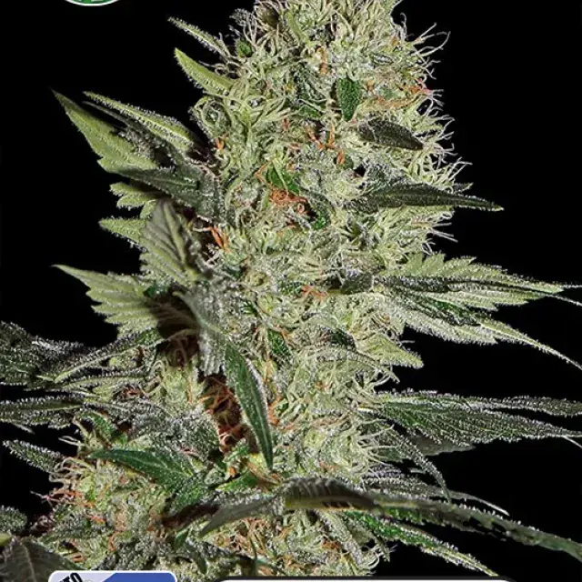 Crazy Mouse Auto (Amsterdam Cheese Auto) Feminised Cannabis Seeds |  Kera Seeds