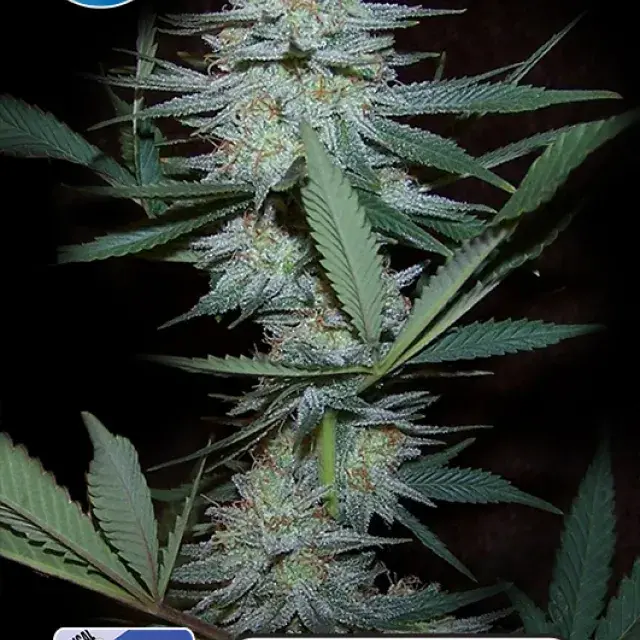 Medical Crazy Mouse (Medical Cheese) Feminised Cannabis Seeds | Kera Seeds